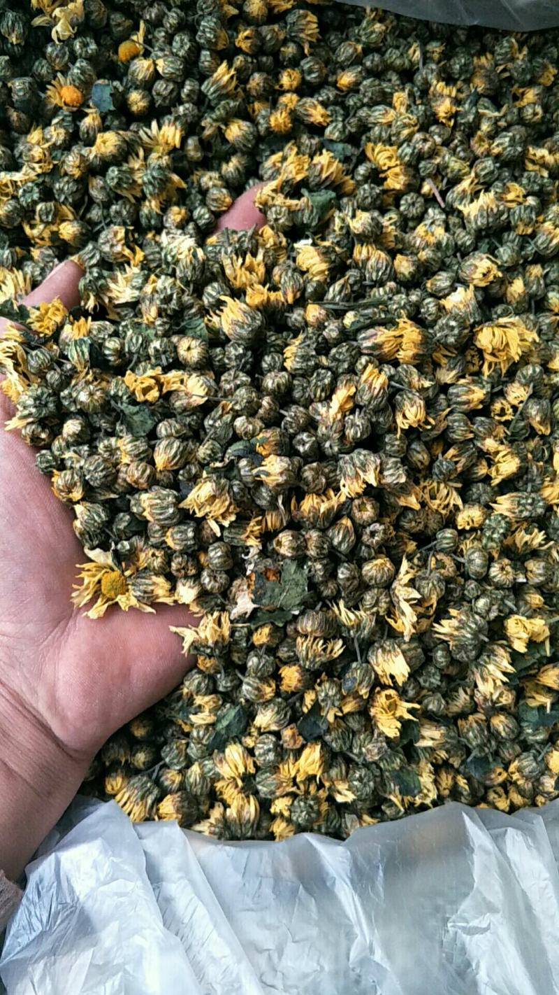 【精选】苏北菊药用菊花货量充足量大从优欢迎选购！