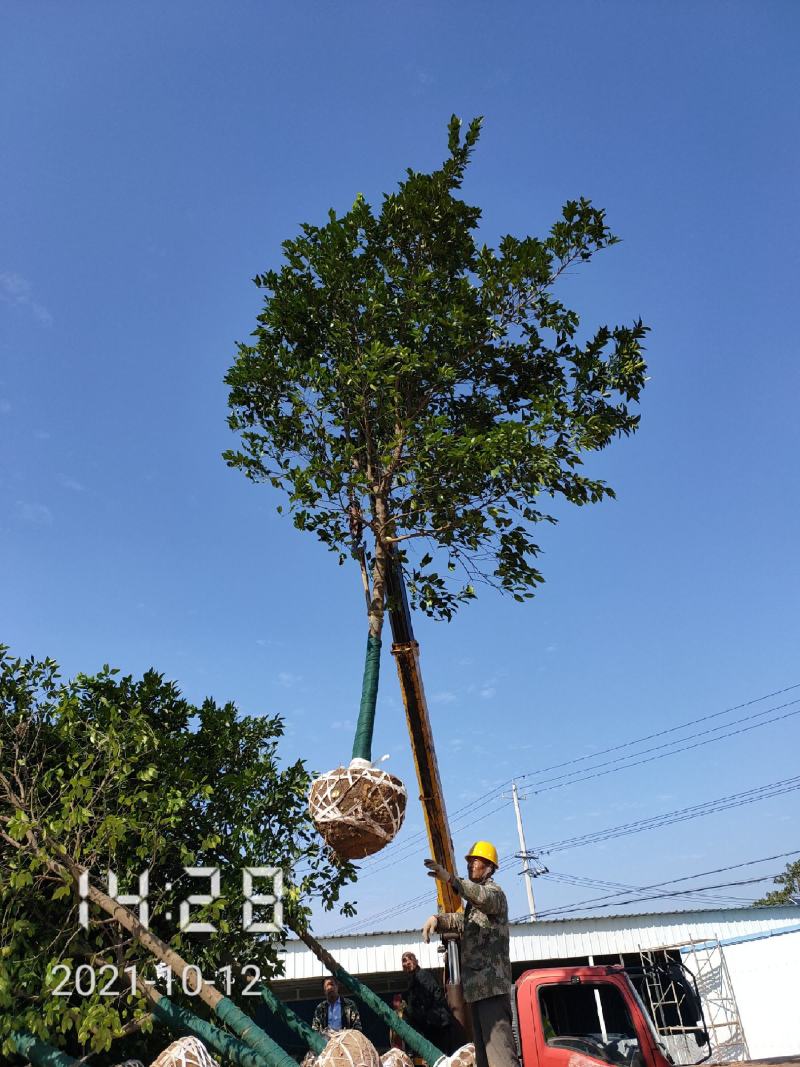 10公分香橼树（泡柑树）湖北香橼，支持线上保障交易