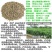冬牧70黑麦草种子多年生黑麦草种子籽四季耐寒牧草种子草种