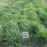 冬牧70黑麦草种子多年生黑麦草种子籽四季耐寒牧草种子草种