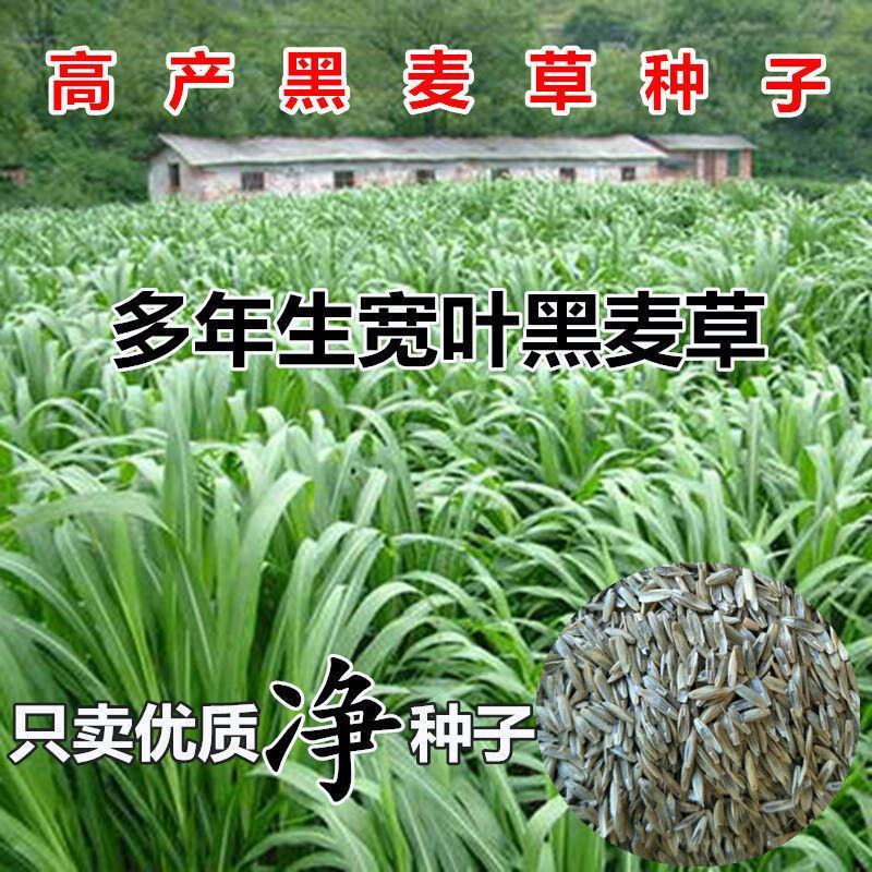 冬牧70黑麦草种子多年生黑麦草种子籽四季耐寒牧草种子草种