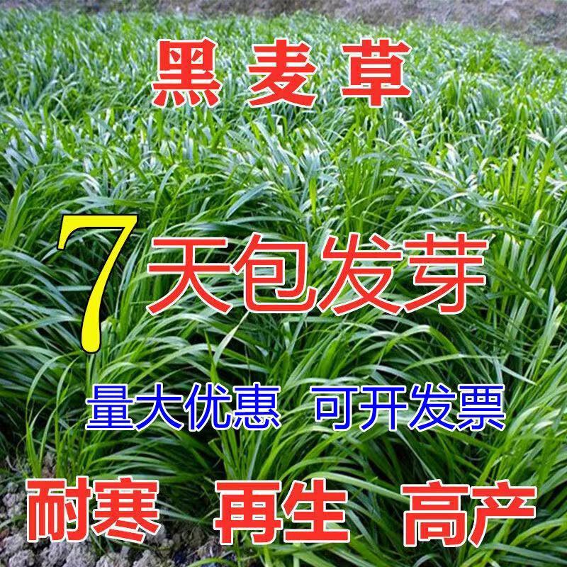 冬牧70黑麦草种子多年生黑麦草种子籽四季耐寒牧草种子草种