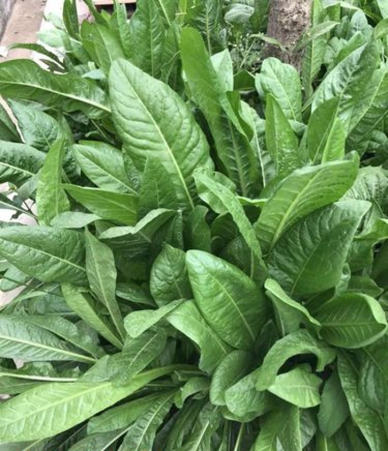 进口大叶菊苣种籽多年生四季牧草子养殖耐寒猪牛羊兔鸡鸭鹅鱼