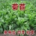 进口大叶菊苣种籽多年生四季牧草子养殖耐寒猪牛羊兔鸡鸭鹅鱼