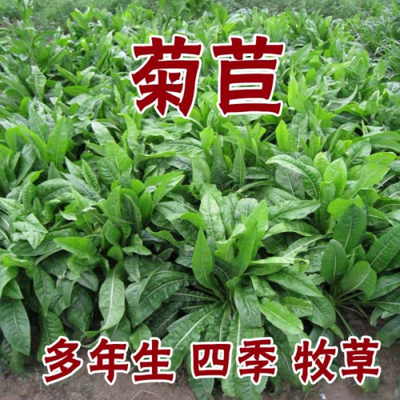 进口大叶菊苣种籽多年生四季牧草子养殖耐寒猪牛羊兔鸡鸭鹅鱼