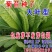 进口大叶菊苣种籽多年生四季牧草子养殖耐寒猪牛羊兔鸡鸭鹅鱼