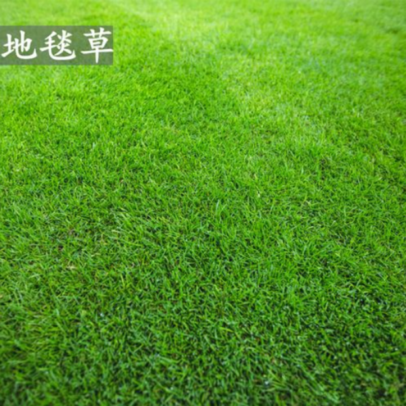 进口四季青草坪庭院工程绿化道路旁耐践踏草籽四季常青