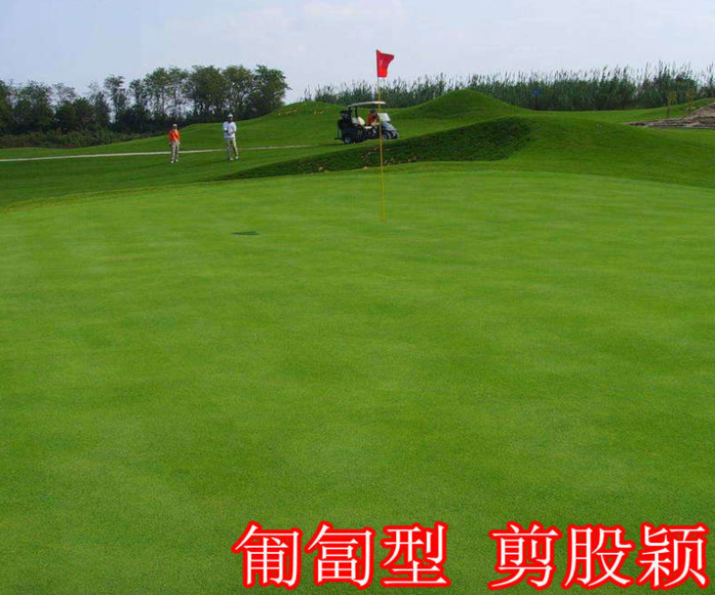 进口四季青草坪庭院工程绿化道路旁耐践踏草籽四季常青
