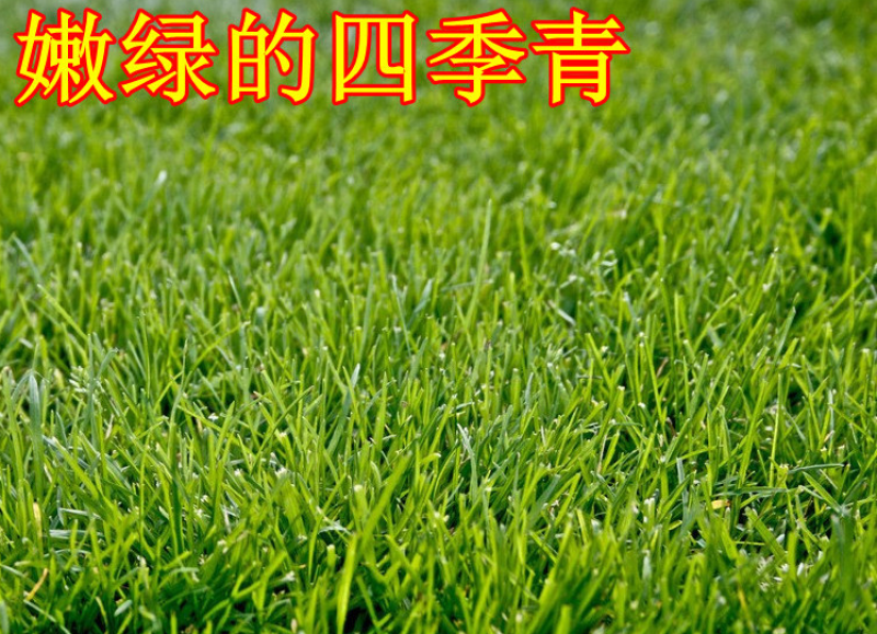 进口四季青草坪庭院工程绿化道路旁耐践踏草籽四季常青