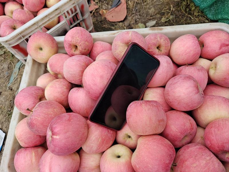 红富士苹果山东优质苹果产地现货一手货源