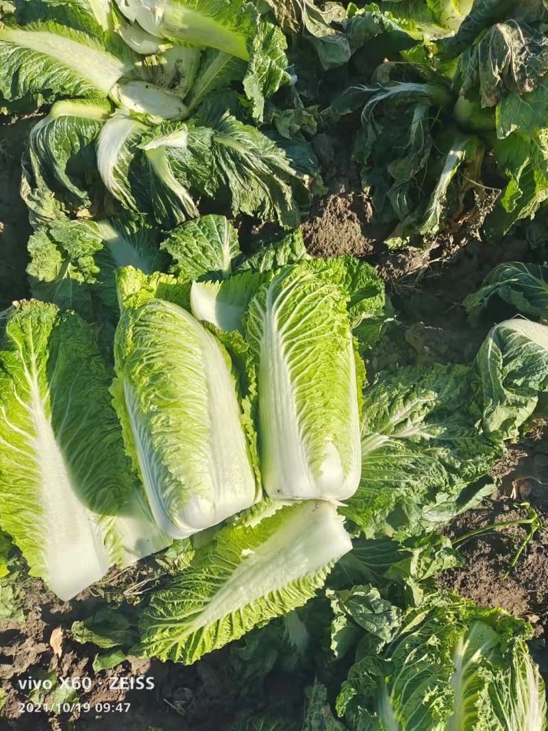 精品北京新三号白菜质量好，全国配货菜绿耐储存