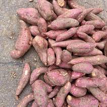 【西瓜红】红薯，产地直供，质量好，大小均匀，欢迎选购