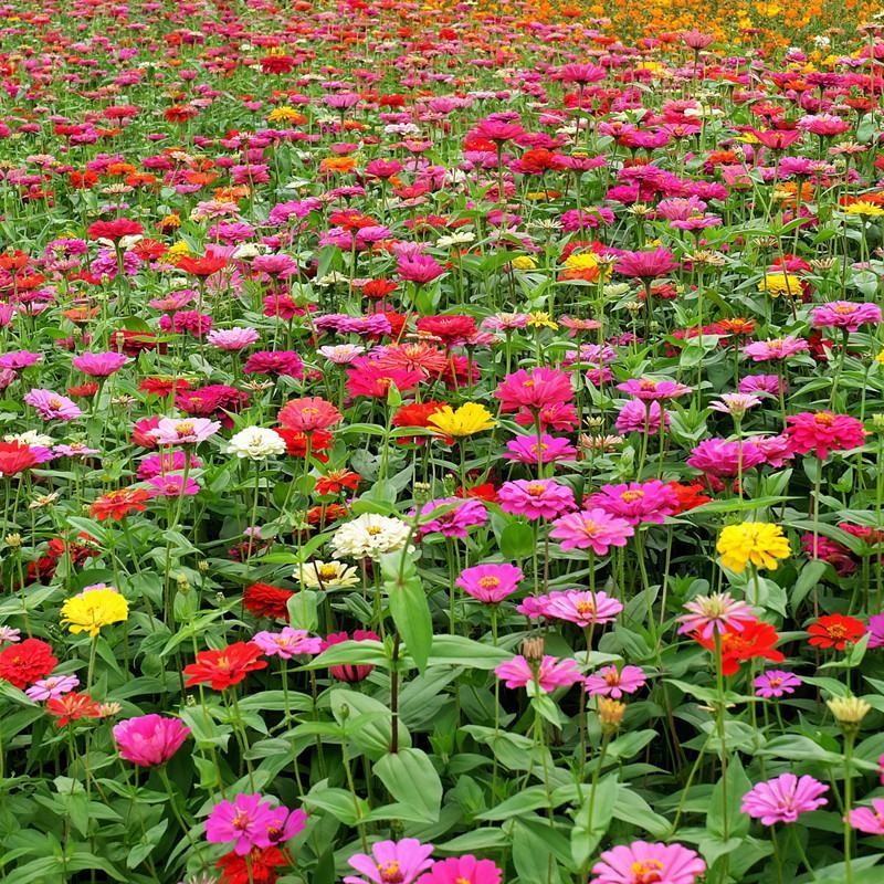 百日草花种籽子七彩重瓣百日草花种子四季开花百日菊花籽庭院