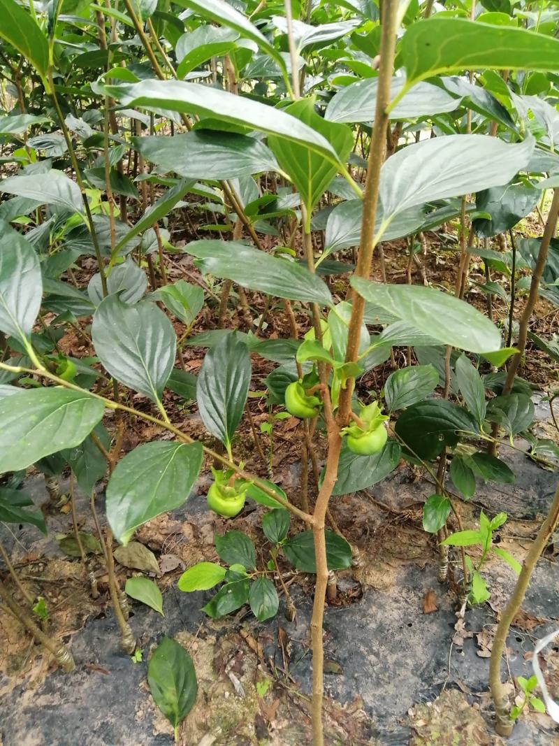 杮子苗甜柿子树苗适合南北方种植，基地直发