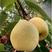 陕西酥梨，可日供10万斤，可对接批发市场，大型电商！