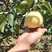 陕西酥梨，可日供10万斤，可对接批发市场，大型电商！