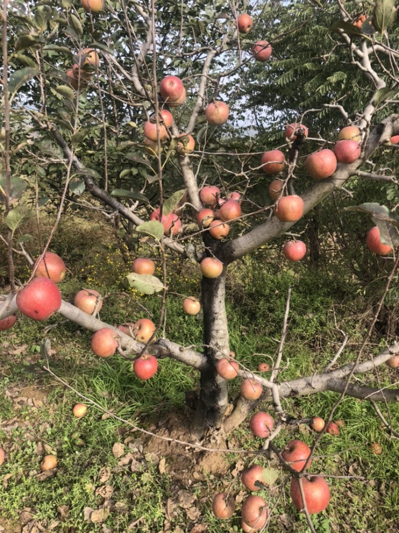 咸阳永寿苹果大量上市4毛钱一斤