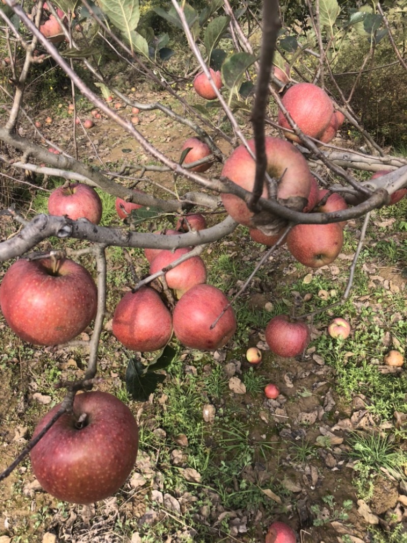 咸阳永寿苹果大量上市4毛钱一斤