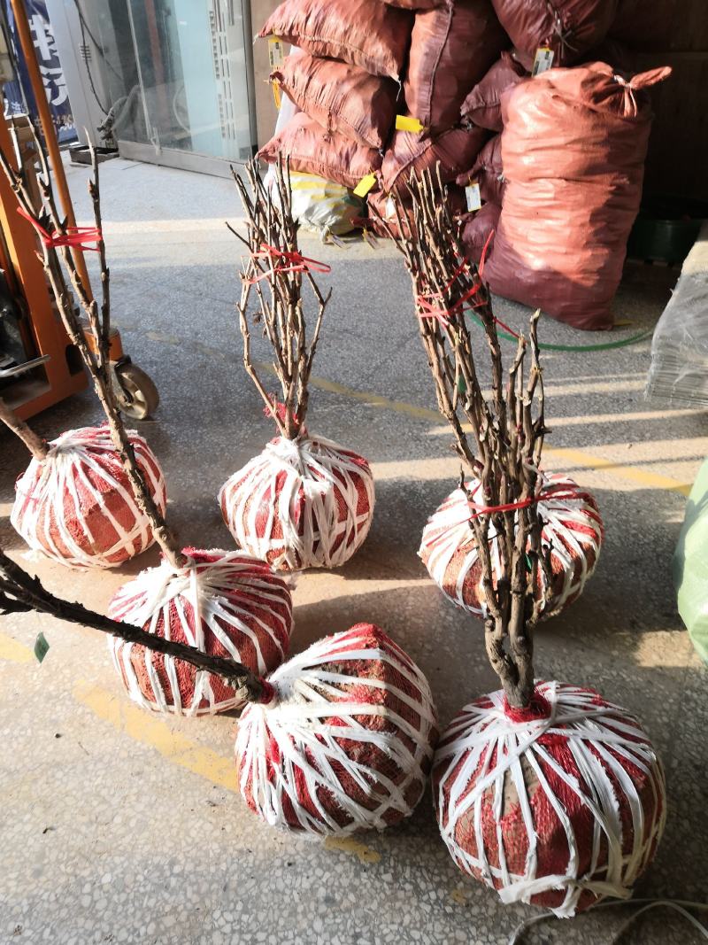 观赏牡丹，芍药花繁育基地，技术免费推广活动开始了！