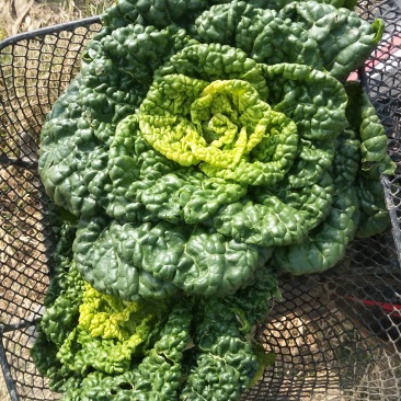 黄心菜