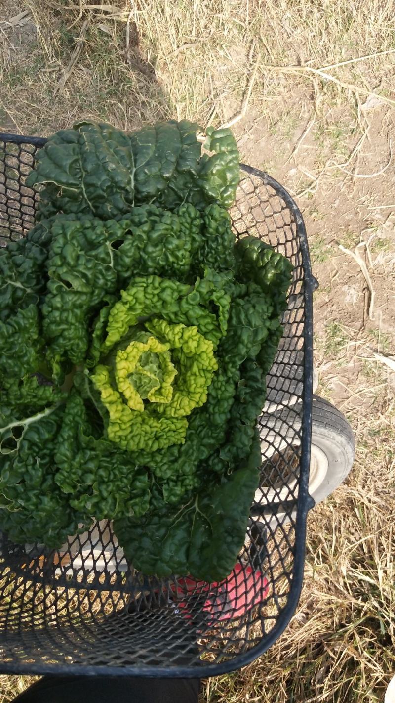 黄心菜
