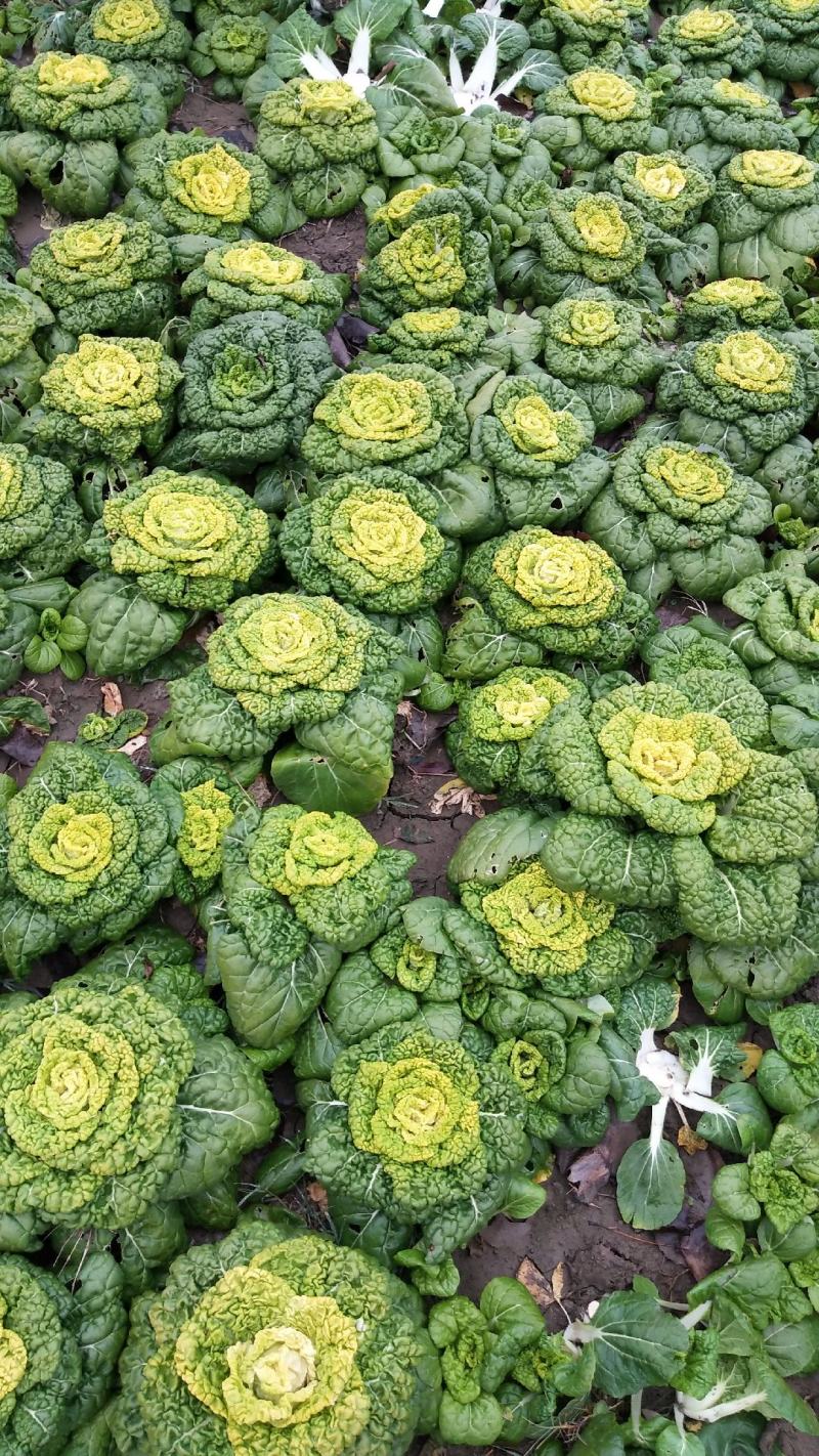 黄心菜