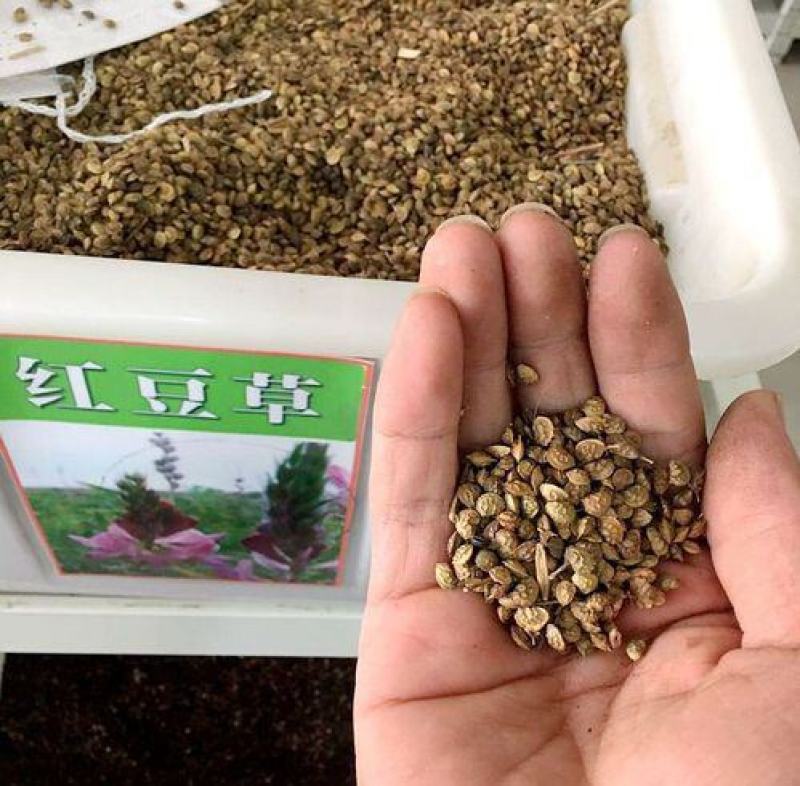 优质牧草种子红豆草种子又称牧草皇后驴食豆发芽快饲料种籽
