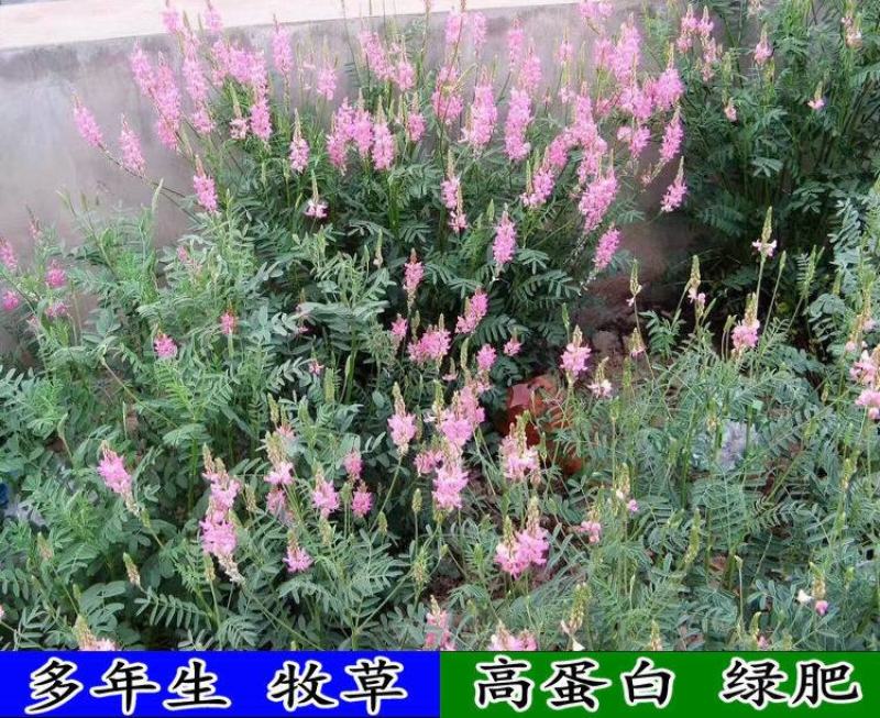 优质牧草种子红豆草种子又称牧草皇后驴食豆发芽快饲料种籽