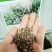 优质牧草种子红豆草种子又称牧草皇后驴食豆发芽快饲料种籽
