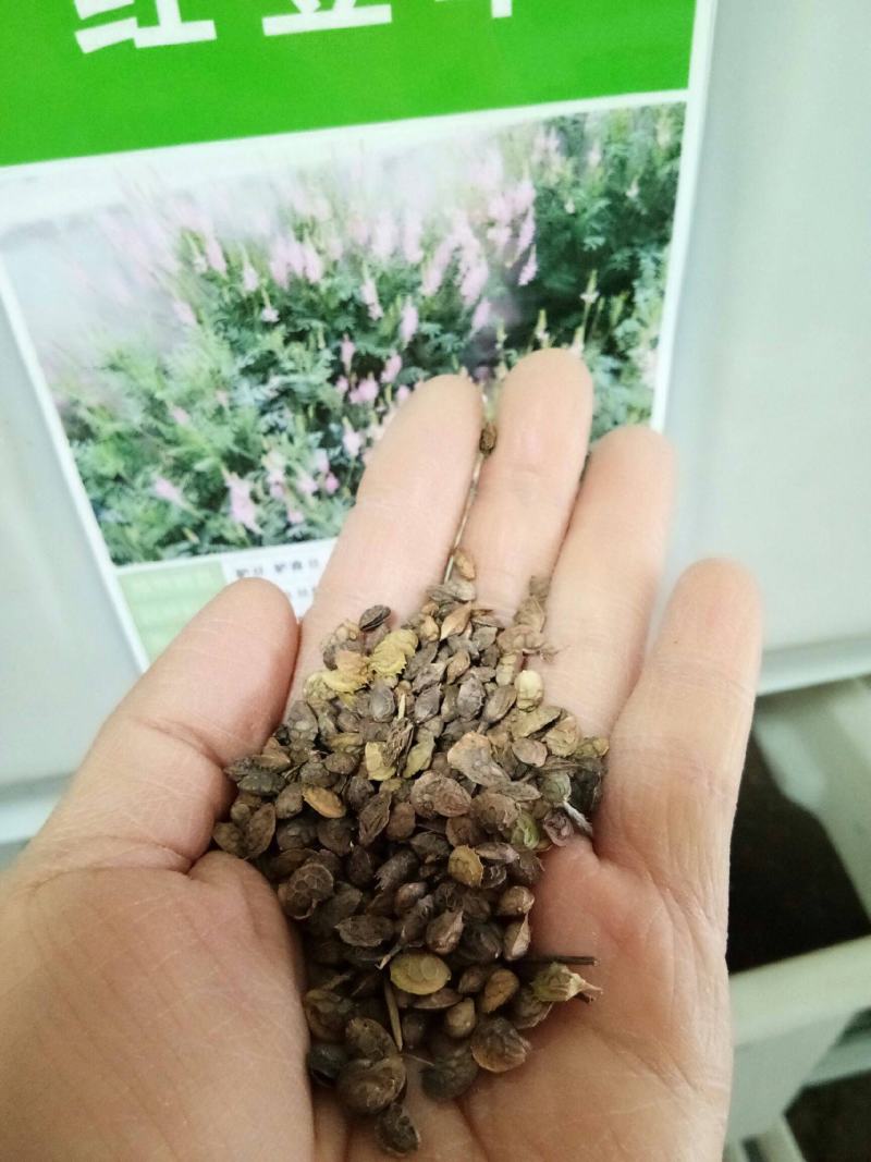 优质牧草种子红豆草种子又称牧草皇后驴食豆发芽快饲料种籽