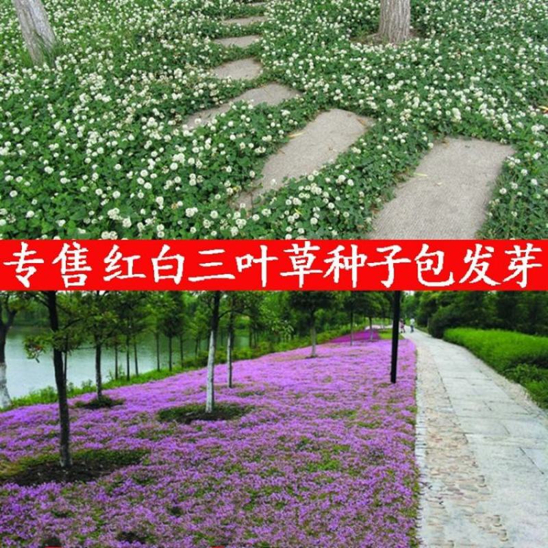 进口白三叶红三叶草籽三叶草种子四季常青护坡绿化多年生耐寒