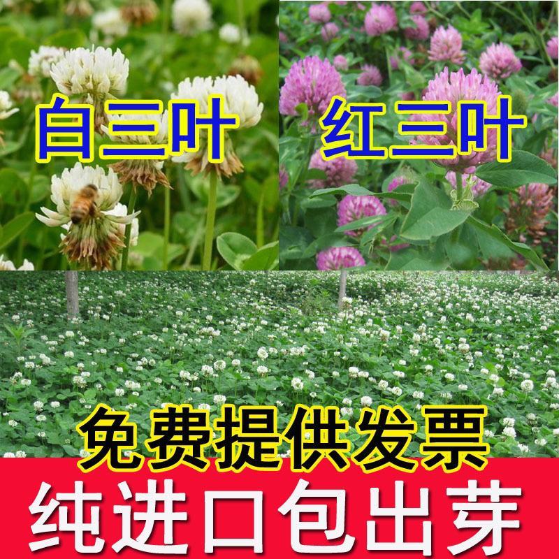 进口白三叶红三叶草籽三叶草种子四季常青护坡绿化多年生耐寒