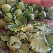铁头，大头菜，夏强，真强，悍将，大铁头，上市