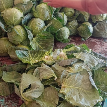 铁头，大头菜，夏强，真强，悍将，大铁头，上市