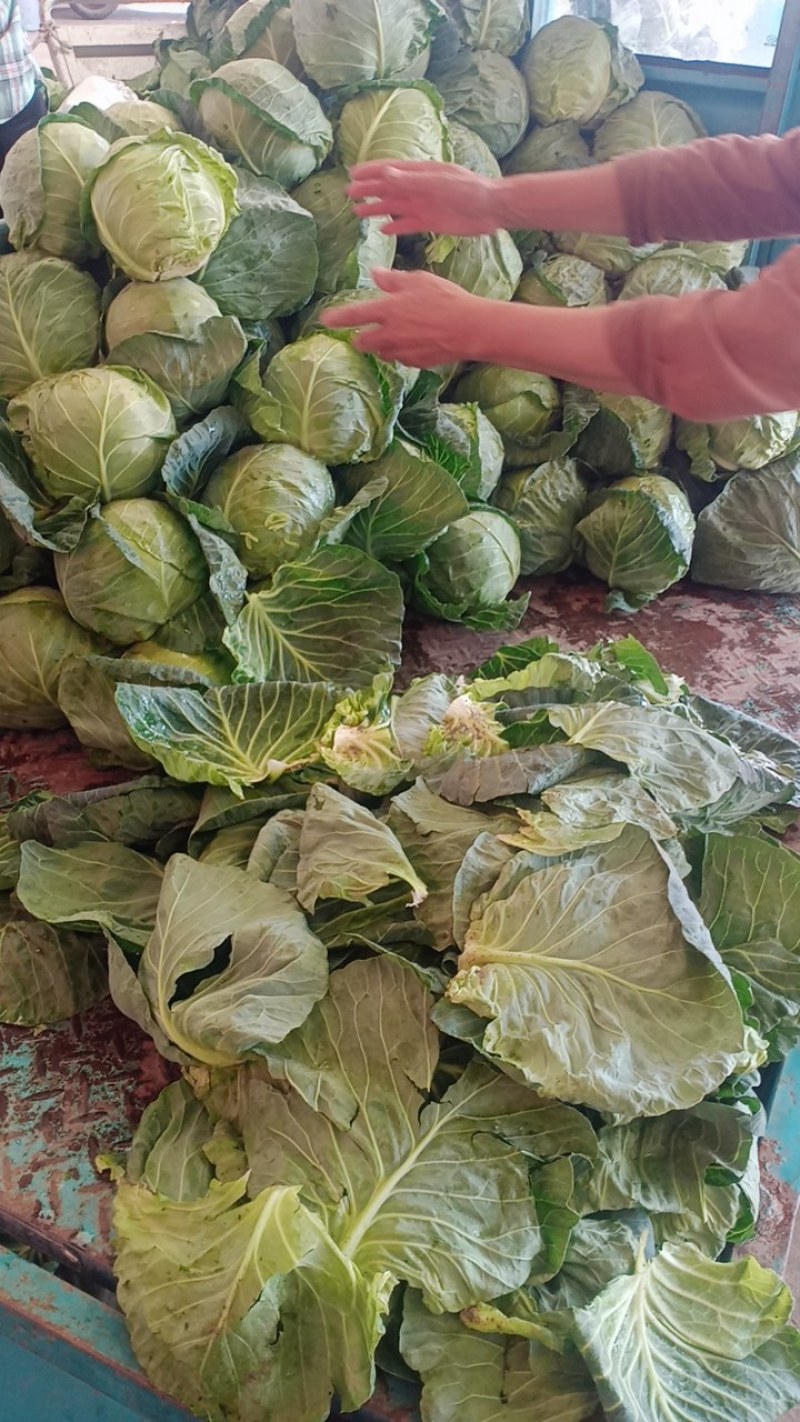 铁头，大头菜，夏强，真强，悍将，大铁头，上市