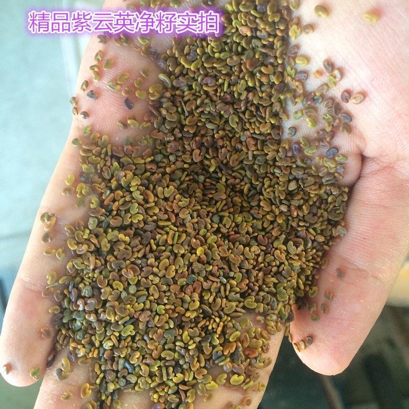 紫云英种子