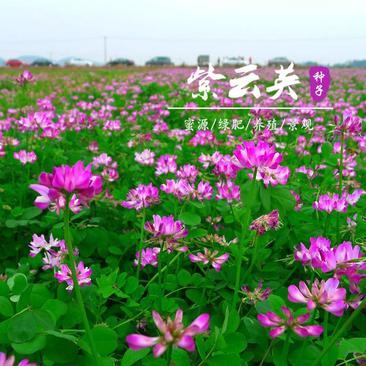 紫云英种子红花草种子养蜂蜜源高产绿肥牧草种子种籽草种籽