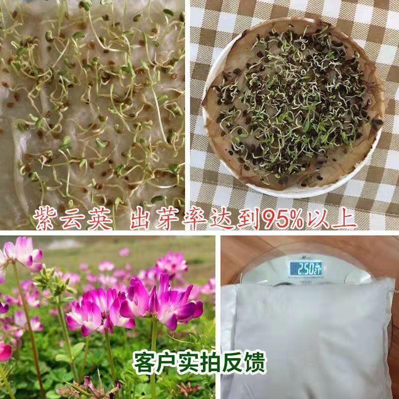 紫云英种子