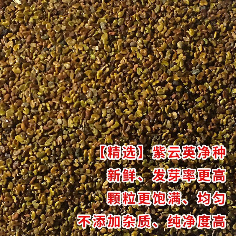紫云英种子