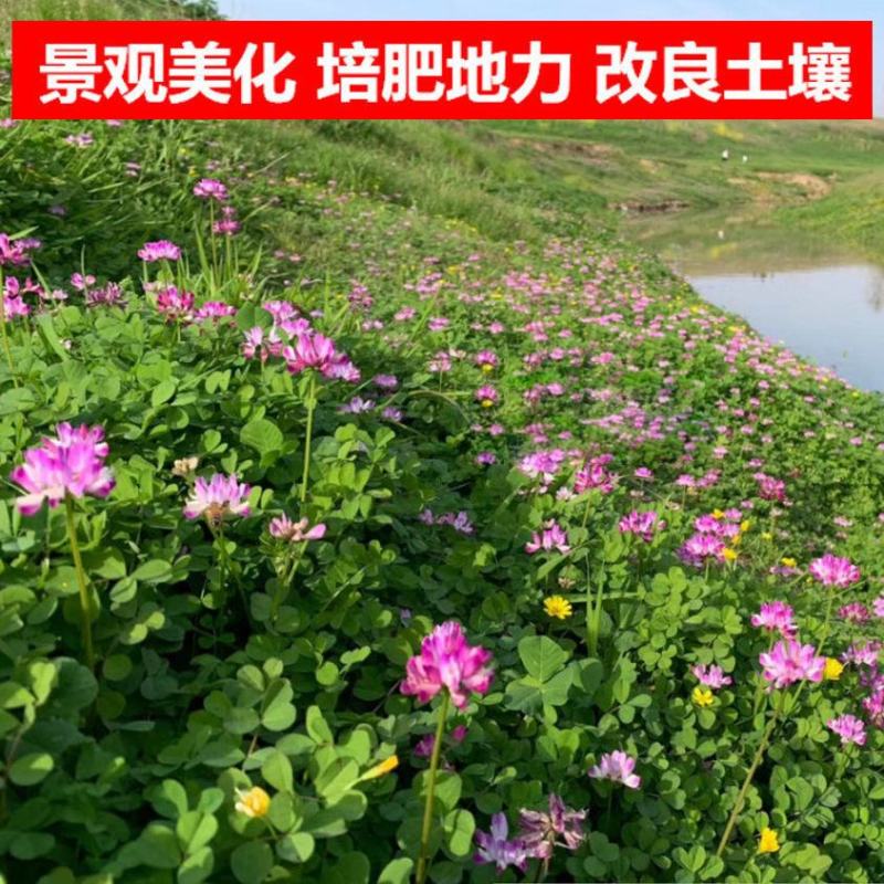 紫云英种子