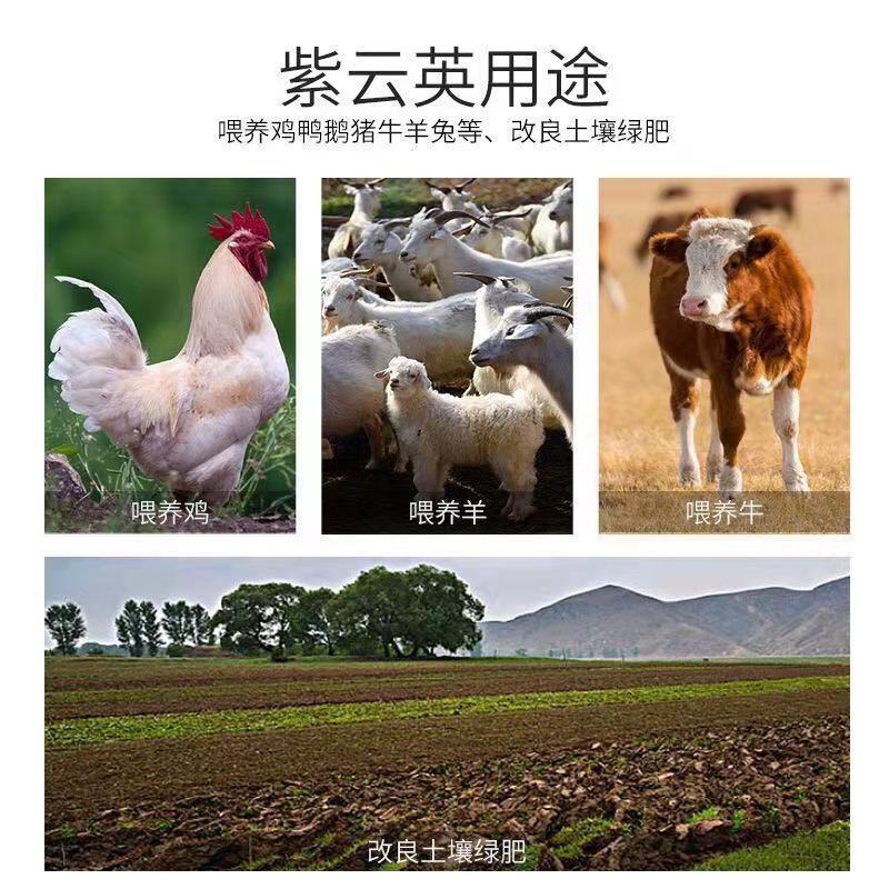 紫云英种子