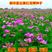 紫云英种子红花草种子养蜂蜜源高产绿肥牧草种子种籽草种籽
