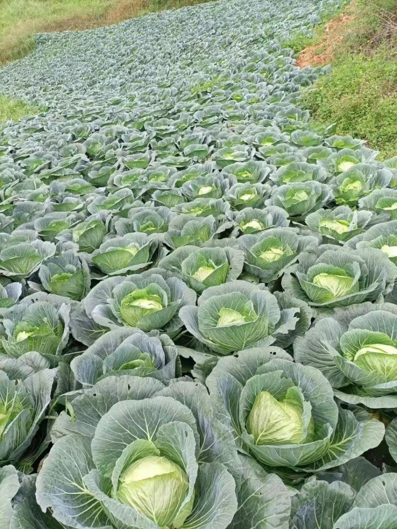 甘蓝
