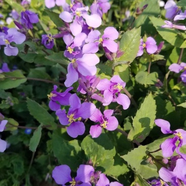 二月兰花种子四季种耐寒诸葛菜种子花种子四季易活多年生宿根