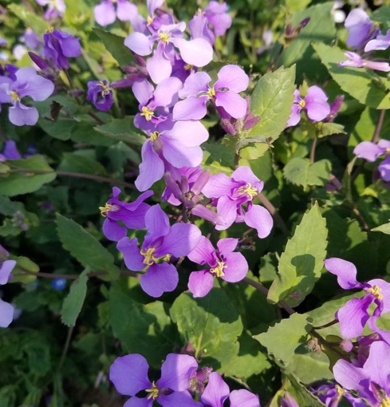 二月兰花种子四季种耐寒诸葛菜种子花种子四季易活多年生宿根