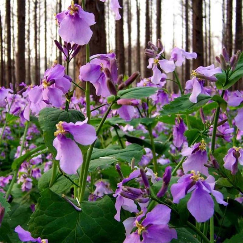 二月兰花种子四季种耐寒诸葛菜种子花种子四季易活多年生宿根