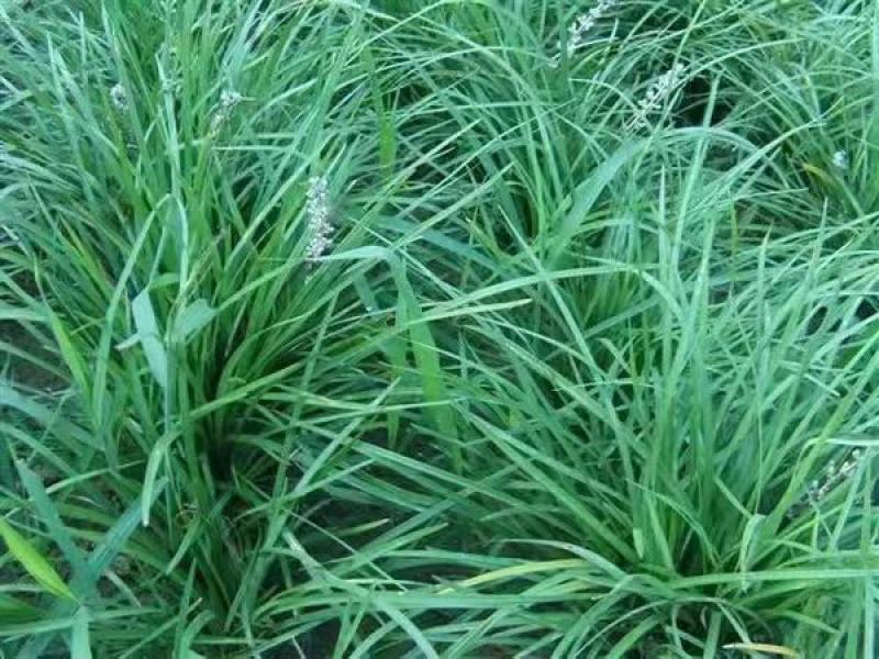 麦冬种子沿阶草玉龙草多年生常绿植物耐寒耐荫树下种植绿化草
