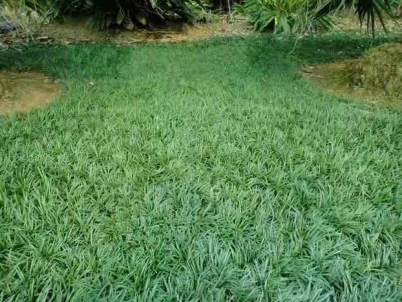 麦冬种子沿阶草玉龙草多年生常绿植物耐寒耐荫树下种植绿化草