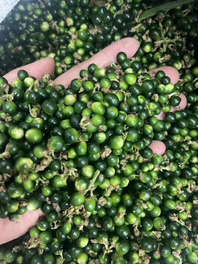 麦冬种子沿阶草玉龙草多年生常绿植物耐寒耐荫树下种植绿化草