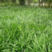 麦冬种子沿阶草玉龙草多年生常绿植物耐寒耐荫树下种植绿化草